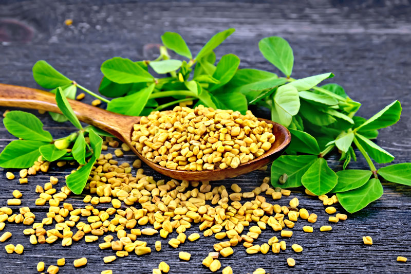 Fenugreek Seed