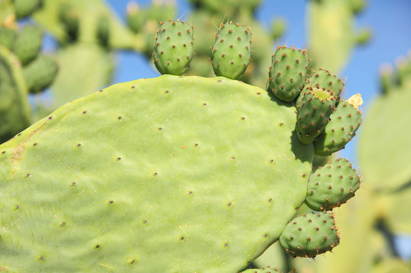 Opuntia ficus‐indica